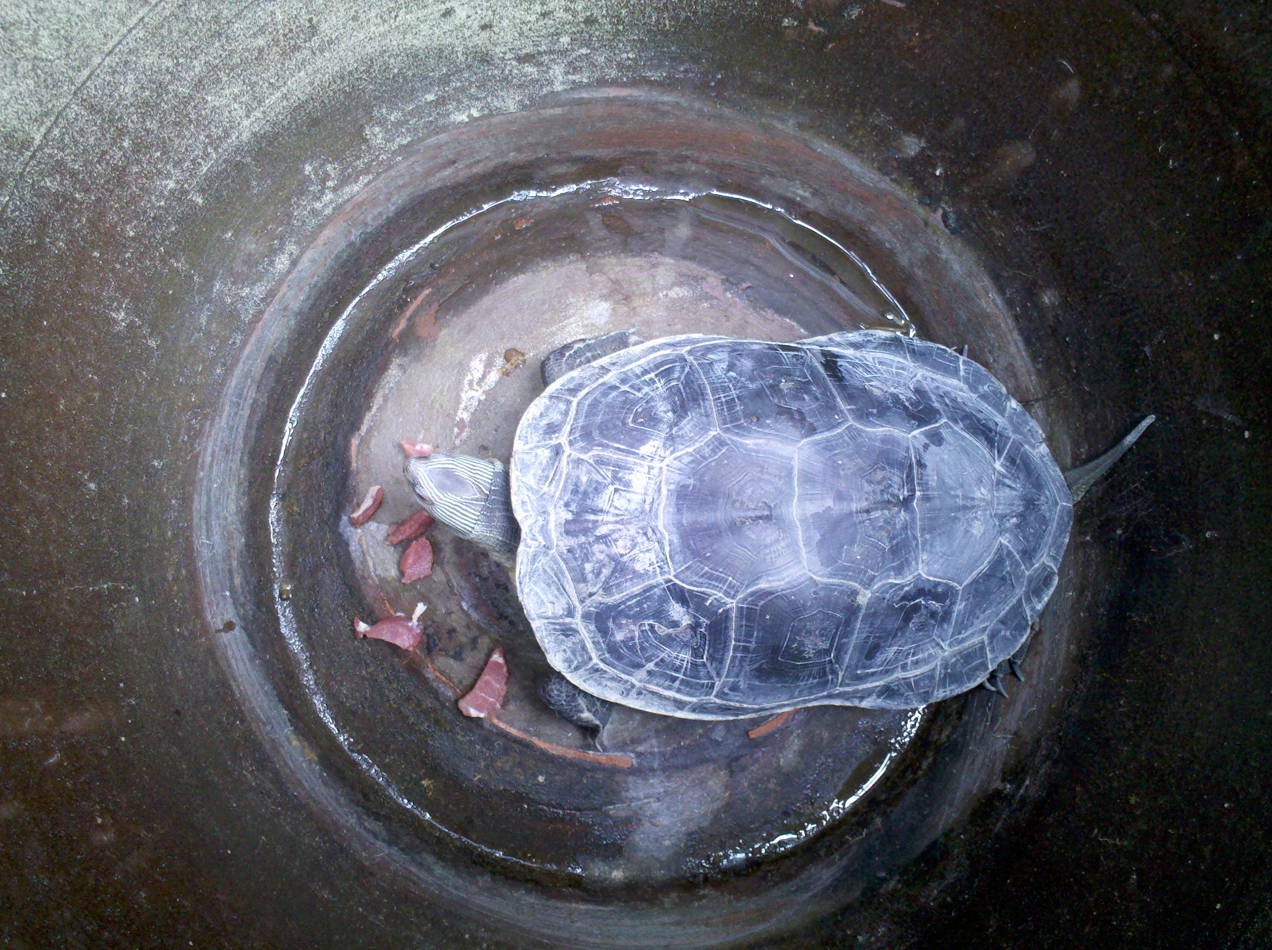 放在水缸里整个水缸底都快满了