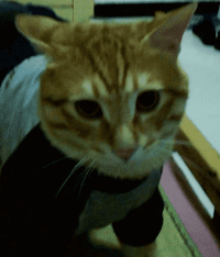 afdsfdsfsdfs.gif afdsfdsfsdfs.gif