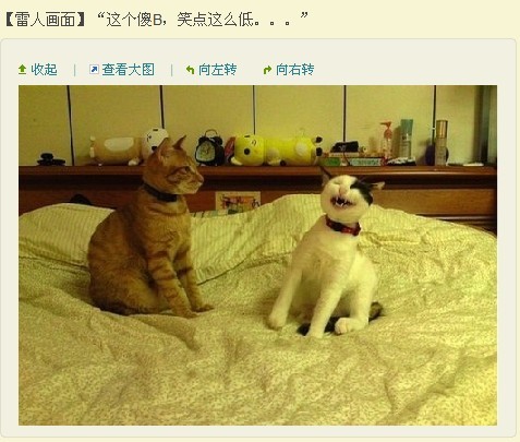 猫咪1.jpg