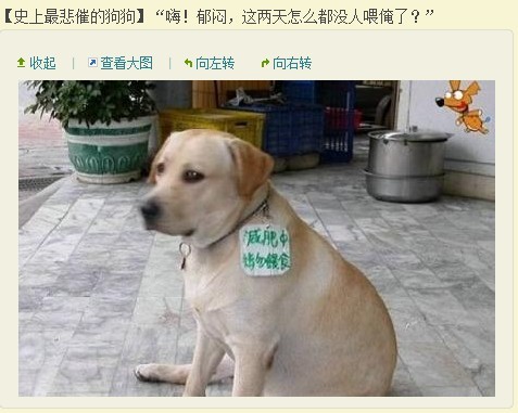 猫咪2.jpg