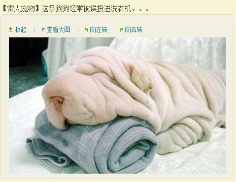 猫咪3.jpg