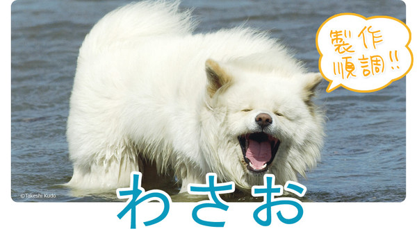 秋田犬蓬夫1.jpg