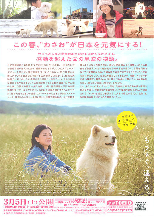秋田犬蓬夫4.jpg