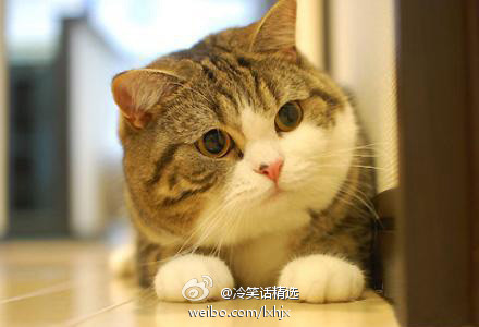微博桌面_2938923806l.jpg