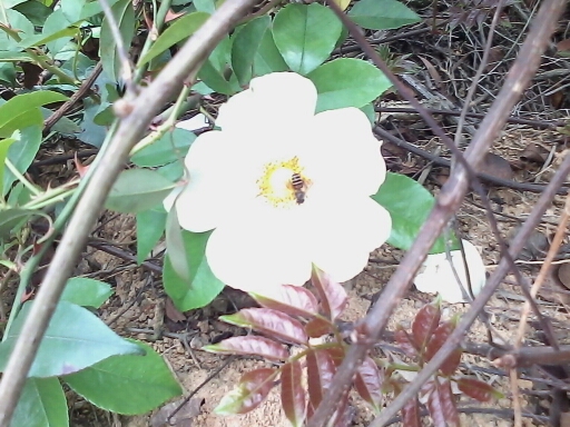 勤劳滴小蜜蜂 亲 0。0