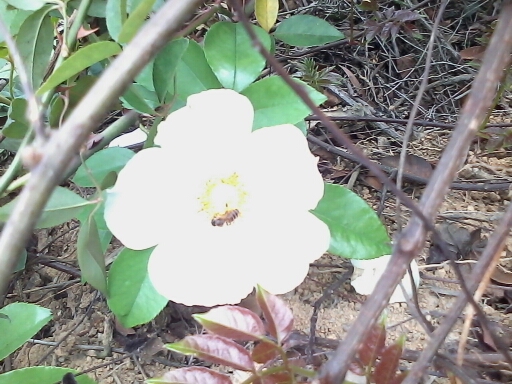 勤劳滴小蜜蜂 亲 0。0
