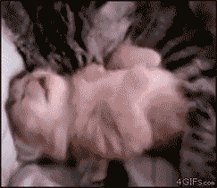 微博桌面_1448259870l.gif