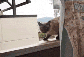 c7a148afd933c89530a695ced11373f08302003c.gif