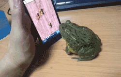 iphone.gif