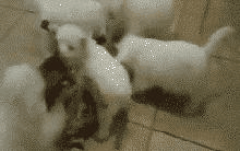 兄弟们抓住她！别让猫妹纸跑了！