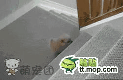 好高的楼梯啊！唉呀！稳住稳住！