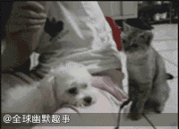 我擦.gif
