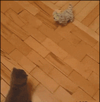 è.gif