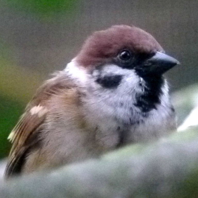 tree_sparrow.jpg