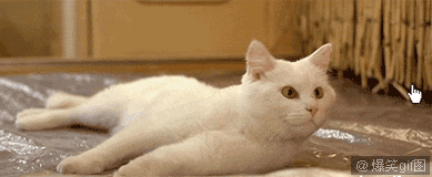 5c0b01240f1726e9d407428b.gif