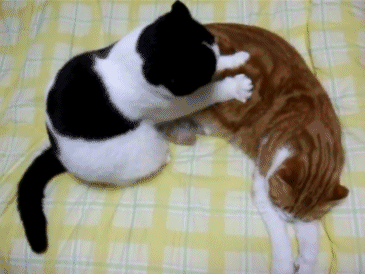 1dfc277b02087bf4514dfe1af2d3572c10dfcf0d.gif