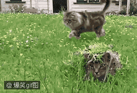 1d3e9fdde4f330f55882ddf2.gif
