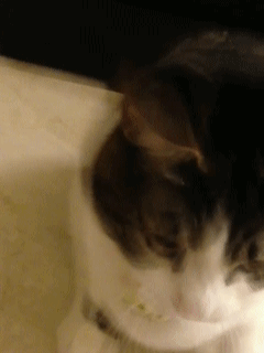 主银：＂小样，想吃猫罐头吗？＂ 喵星人：＂嗯嗯！嗯，嗯！嗯嗯嗯！！！＂