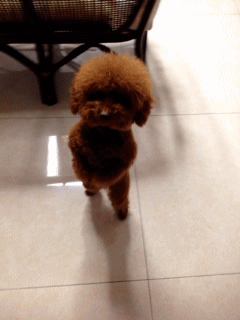 1.gif