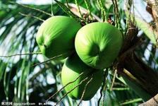 椰子.jpg