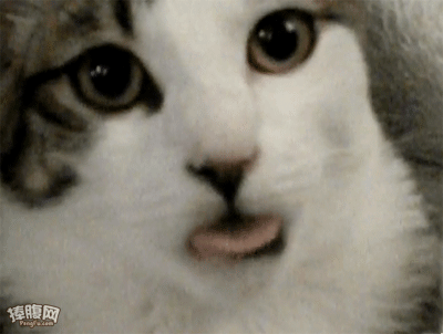 fengz.gif