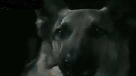 α.gif