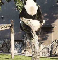 jianfei.gif