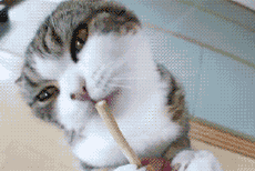 0ff41bd5ad6eddc459244feb38dbb6fd536633da.gif