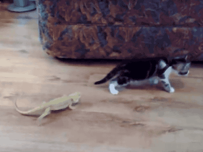 xiasi.gif