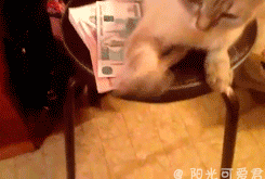 原子老板，借我点钱呗。。