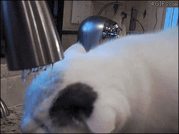 喵星人秒杀一切.gif