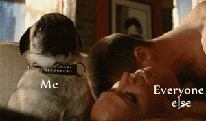可怜的狗.gif