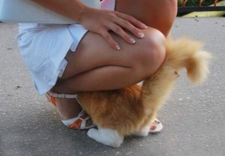 猫咪你在弄啥~~~