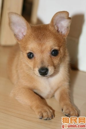 小鹿犬：300-800