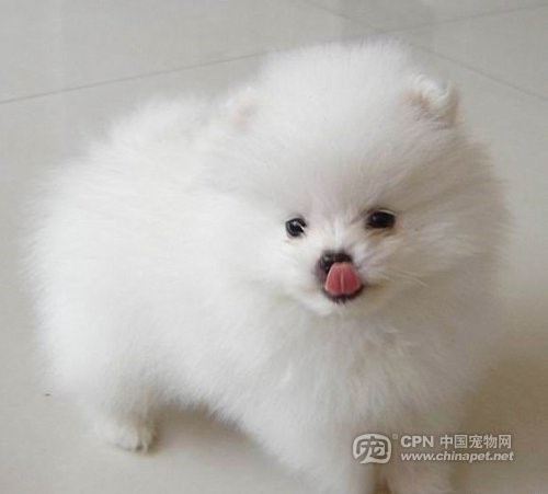 博美：1000-2500（颜色区分价格）