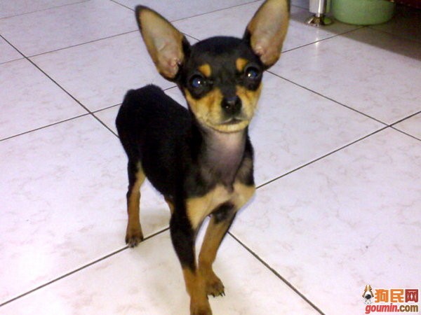小鹿犬：300-800