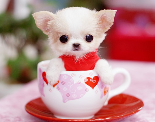 茶杯犬：5000-10000。（这是高级宠物犬）