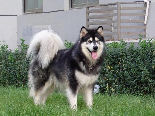阿拉斯加犬：5000-8000。（长了一副坏像！）