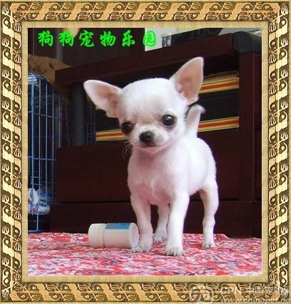 吉娃娃：200-3500，（它，有毛吗？）