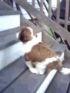 ɰĹ.gif
